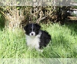Puppy Pigeon Australian Shepherd