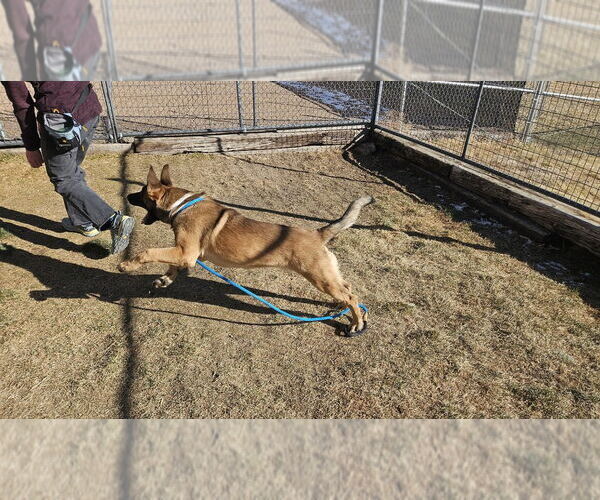 Medium Photo #2 German Shepherd Dog-Unknown Mix Puppy For Sale in Imlay City, MI, USA
