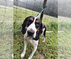 Daisy May - Sponsored! - Female Treeing Walker Coonhound Dog for Adoption - Photo #7