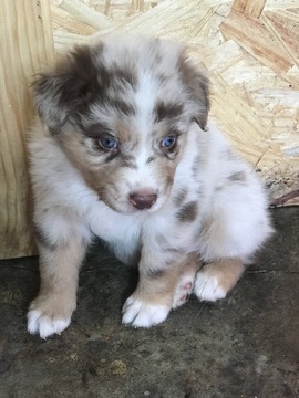 Medium Photo #1 Australian Shepherd Puppy For Sale in BRENTWOOD, TN, USA
