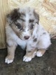Small Photo #1 Australian Shepherd Puppy For Sale in BRENTWOOD, TN, USA
