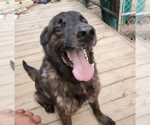 Bear - Male Labrador Retriever-Unknown Mix Dog for Adoption - Photo #6
