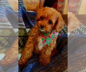 Cavachon-Cavapoo Mix Puppy for sale in FREWSBURG, NY, USA