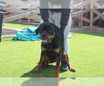 Small #3 Rottweiler