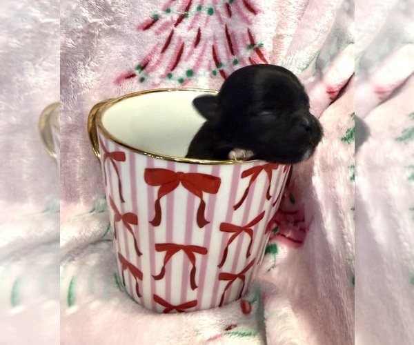 Medium Photo #24 Chihuahua Puppy For Sale in SHERMAN, TX, USA