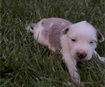 Puppy Female 2 Texas Heeler