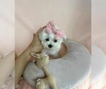Small #5 Maltese