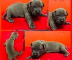 Small Photo #2 American Pit Bull Terrier Puppy For Sale in TRENTON, NJ, USA