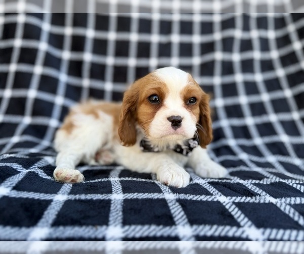 Medium Photo #7 Cavalier King Charles Spaniel Puppy For Sale in LAKELAND, FL, USA