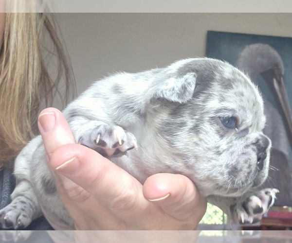 Medium Photo #5 French Bulldog Puppy For Sale in FT MYERS, FL, USA