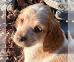 Puppy Maple Brittany