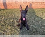 Puppy Puppy 2 German Shepherd Dog