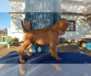 Vizsla Puppy for sale in ALPINE, TX, USA