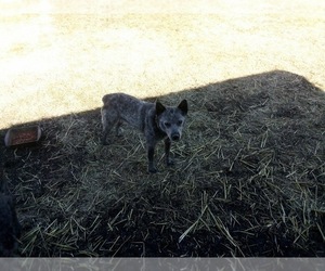 Father of the Australian Cattle Dog puppies born on 12/21/2021