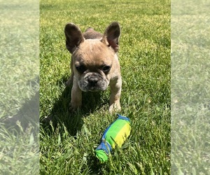 French Bulldog Puppy for sale in MIDDLEBURY, IN, USA