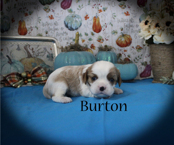 Medium Photo #4 Cavalier King Charles Spaniel Puppy For Sale in CHANUTE, KS, USA