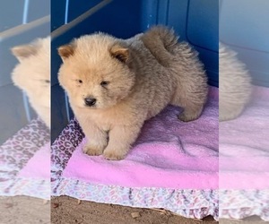 Chow Chow Puppy for Sale in MACON, Georgia USA