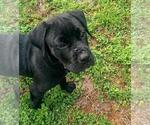 Small Photo #6 Boxador Puppy For Sale in TAMPA, FL, USA