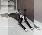 Small #5 Labrador Retriever Mix