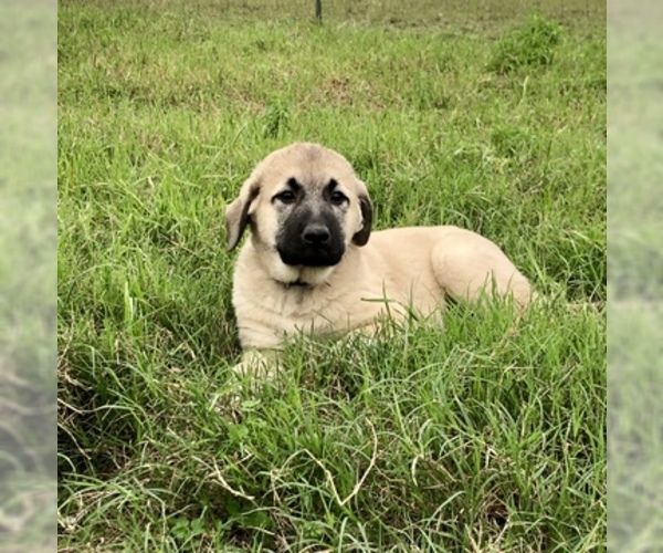 Medium Photo #16 Anatolian Shepherd Puppy For Sale in ROBSTOWN, TX, USA