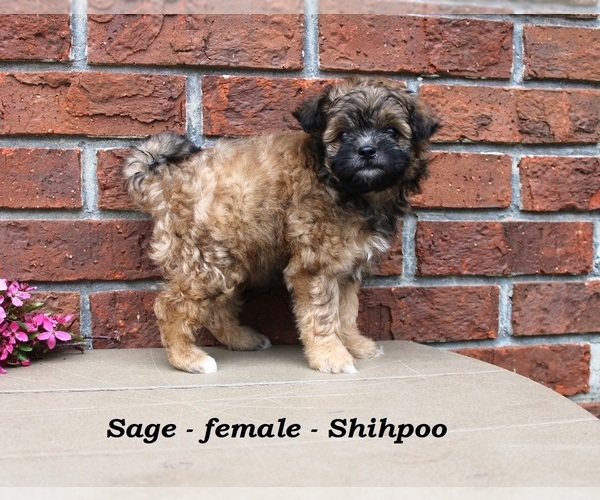 Medium Photo #3 Shih-Poo Puppy For Sale in CLARKRANGE, TN, USA