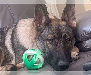 German Shepherd Dog Dogs for adoption in Cupertino, CA, USA