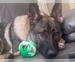 Small German Shepherd Dog