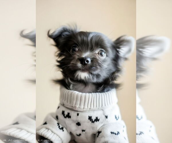 Medium Photo #1 ShiChi Puppy For Sale in Oakhurst, NJ, USA