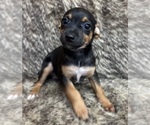 Small #1 Rat Terrier