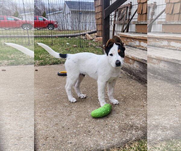 Medium Photo #5 Mutt Puppy For Sale in New London, WI, USA