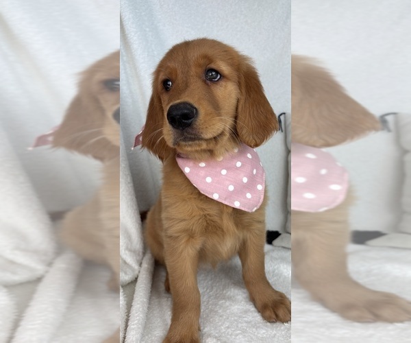 Medium Photo #1 Golden Retriever Puppy For Sale in GREENFIELD, IN, USA