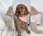 Small Golden Retriever