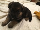 Small Photo #1 German Shepherd Dog Puppy For Sale in QUINCY, IL, USA