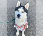 Small #1 Siberian Husky