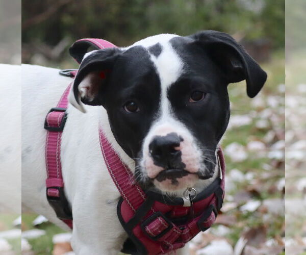 Medium Photo #19 Lab-Pointer Puppy For Sale in Princeton, MN, USA