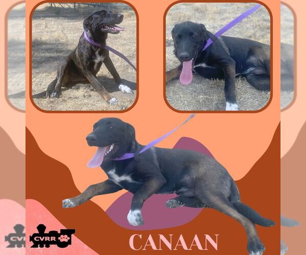 Medium Photo #1 Border Collie-Retriever  Mix Puppy For Sale in Lindsay, CA, USA