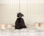 Small #7 Schnauzer (Miniature)