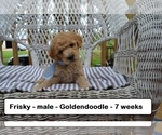 Small Photo #1 Goldendoodle Puppy For Sale in CLARKRANGE, TN, USA