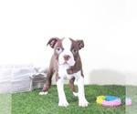 Image preview for Ad Listing. Nickname: Poppy