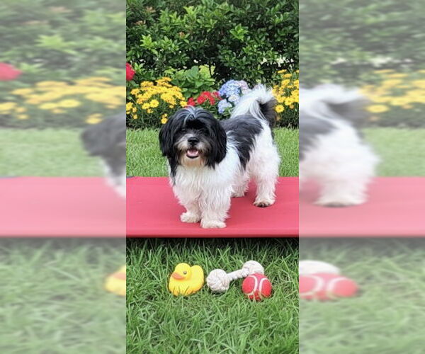 Medium Photo #7 Shih Tzu Puppy For Sale in Weston, FL, USA