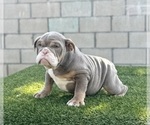 Small Photo #26 English Bulldog Puppy For Sale in MILWAUKEE, WI, USA
