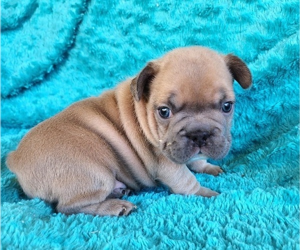Medium Photo #8 French Bulldog Puppy For Sale in LAS VEGAS, NV, USA