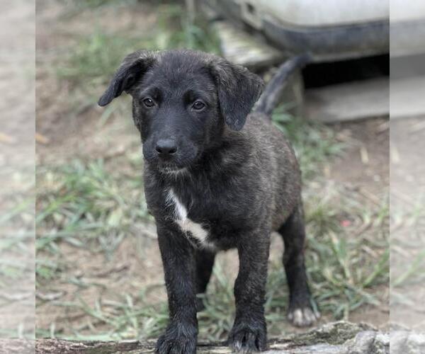 Medium Photo #4 Retriever -Unknown Mix Puppy For Sale in Yardley, PA, USA