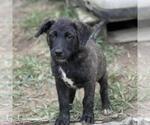 Small #3 Retriever  Mix
