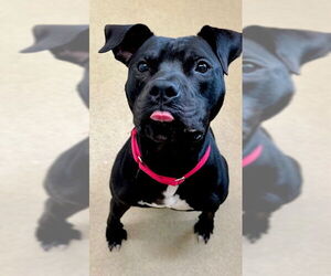 American Pit Bull Terrier Dogs for adoption in Derwood, MD, USA
