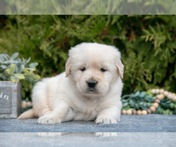 Medium Photo #2 English Cream Golden Retriever Puppy For Sale in ROCHESTER, IN, USA