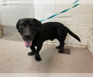 Bassetdor Dogs for adoption in San Bernardino, CA, USA