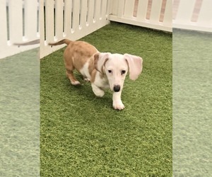 Dachshund Puppy for sale in BERKLEY, MI, USA