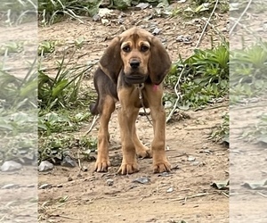 Bloodhound Puppy for sale in ALDERSON, WV, USA
