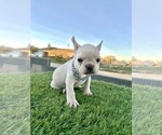 Small #9 French Bulldog